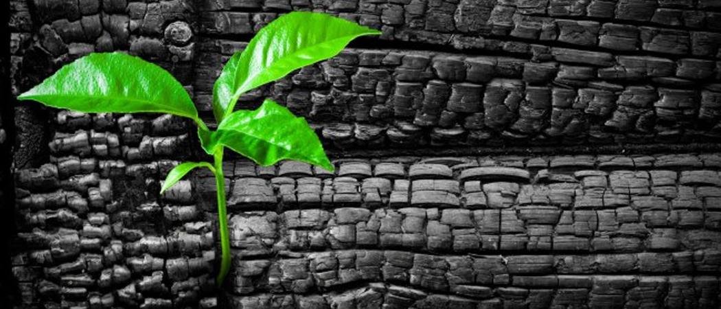 Charred tree with a vibrant green shoot emerging, symbolising hope and renewal after trauma.