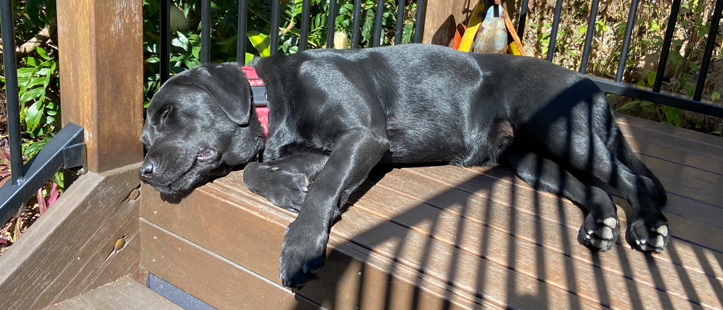 Black dog lying peacefully on sunny steps, symbolising rest and recovery.
