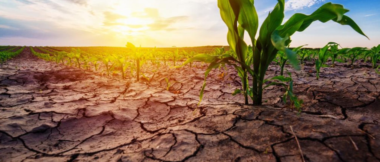 A vivid, low-angle photograph of a small, vibrant green plant sprouting successfully out of cracked, dry soil in a large field. In the background, a neat row of young crops stretches toward a bright, rising sun on the horizon, symbolising resilience, hope, and new beginnings.