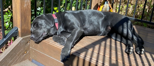 Black dog lying peacefully on sunny steps, symbolising rest and why recovery matters.